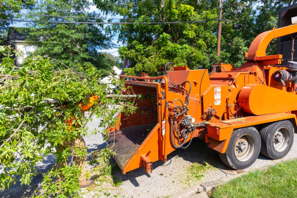 Professional Tree Service in Winchester, VA